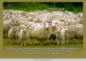 sheep_without_a_shepherd | Wyoming Baptist Church